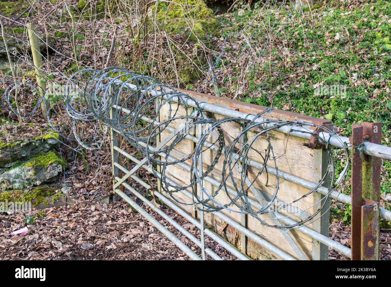 Locken aus scharfem Rasierdraht, der an einem Tor in der Landschaft Großbritanniens befestigt ist – DIY-Sicherheitsmethoden, um Eindringlinge fernzuhalten. Stockfoto