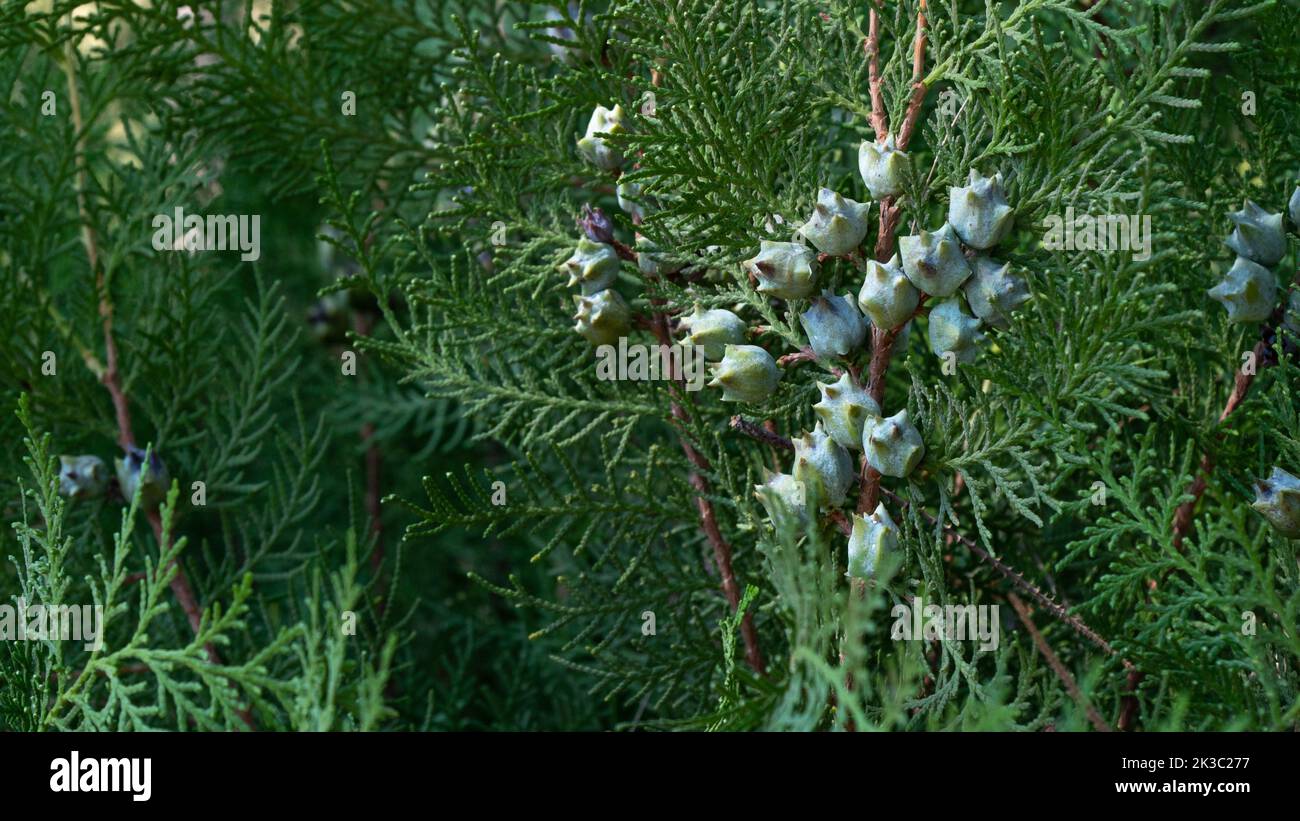 Blätter und Zapfen des Nadelbaumthuja, pflanzlicher Hintergrund mit Platz für die Inschrift Stockfoto