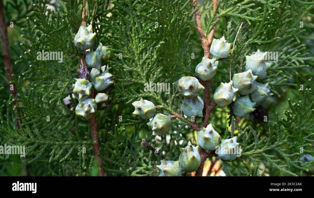 Früchte des Kegels der Zypressenkoniferbaum-Thuja, pflanzlicher Hintergrund Stockfoto