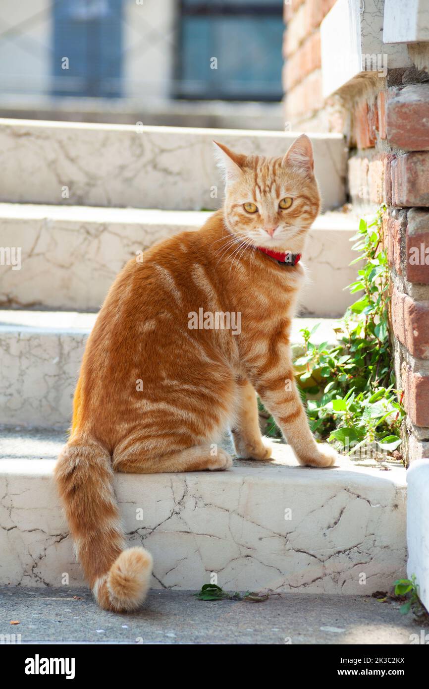 Niedliche rot gestreifte venezianische Katze auf einer Brücke in der Nähe einer wilden Pflanze und Ziegelsteinen Stockfoto