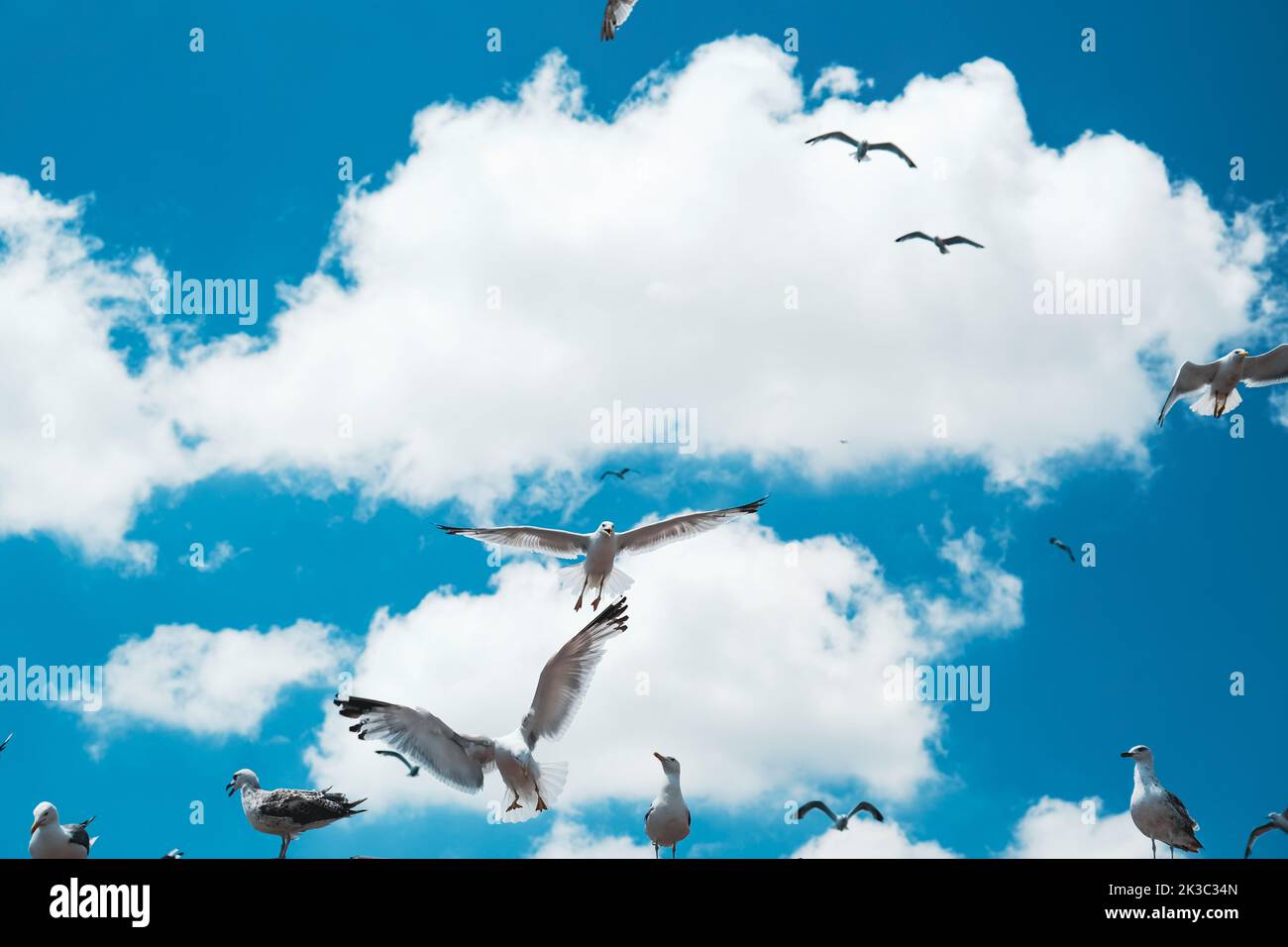 Blauer und wolkiger Himmel mit fliegenden Möwen, klarer und heller sonniger Himmel, wunderschöne blaue Landschaft mit vielen Vögeln, Gruppe von Möwen in der Luft Stockfoto