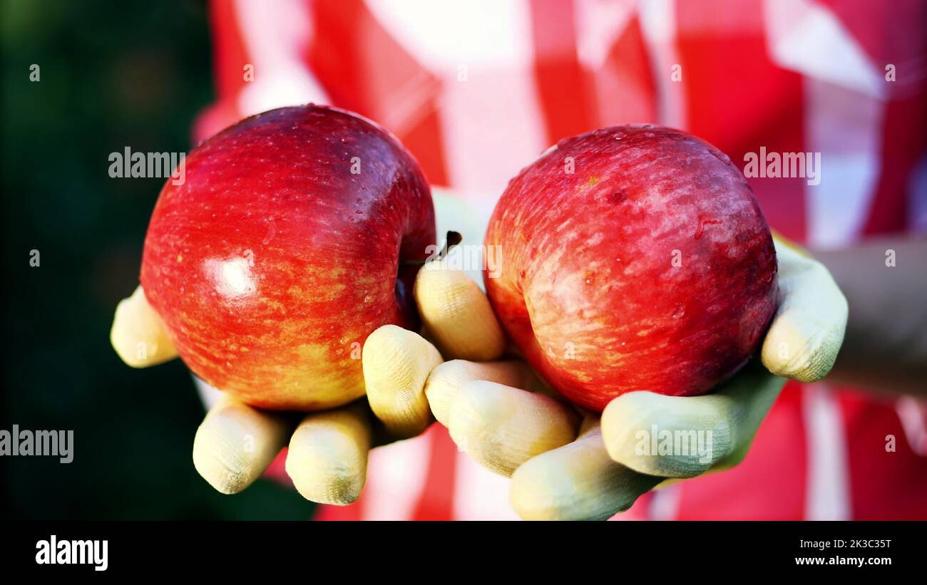 Nahaufnahme, frisch gepflückte rote Äpfel bei Sonnenschein. Die Hände des Bauern in Handschuhen halten zwei reife rote Äpfel, Landwirtschaft und Gartenkonzept. Gesunde Ernährung. Hochwertige Fotos Stockfoto