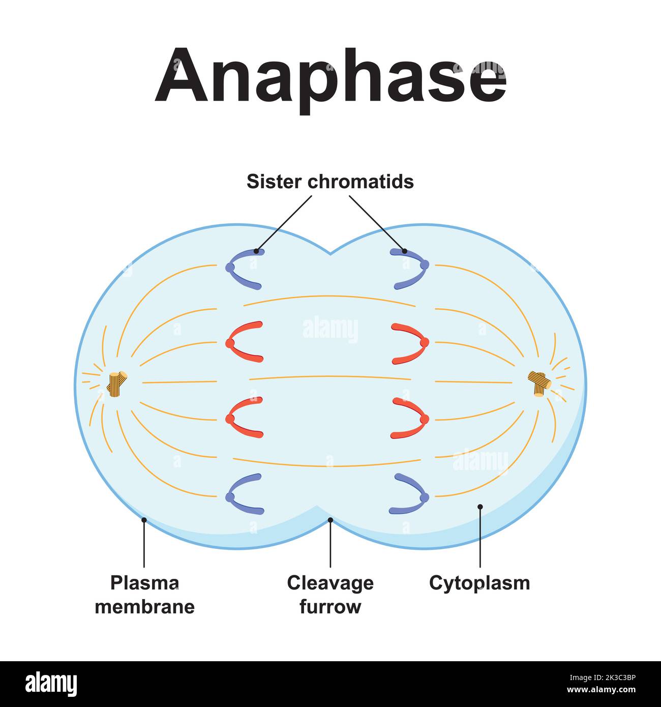 Wissenschaftliche Gestaltung der Anaphase. Das dritte Stadium der Mitose. Bunte Symbole. Vektorgrafik. Stock Vektor