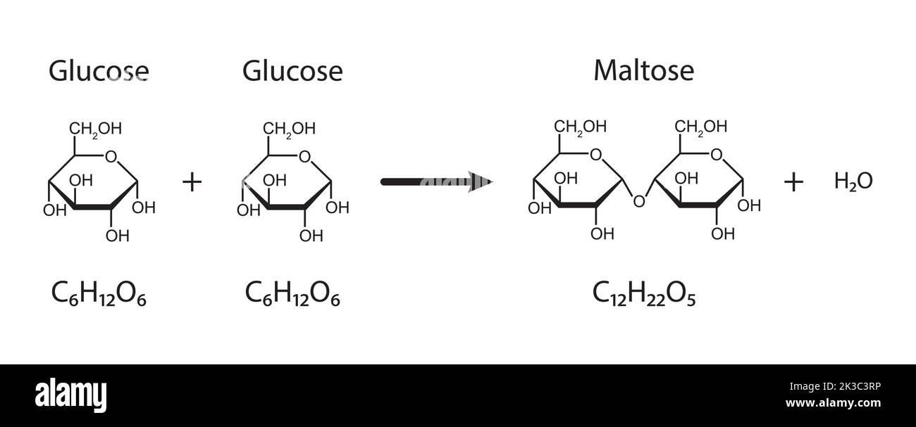 Maltose-Bildung. Glykosidische Bindungsbildung aus zwei Glukosemolekülen. Vektorgrafik. Stock Vektor