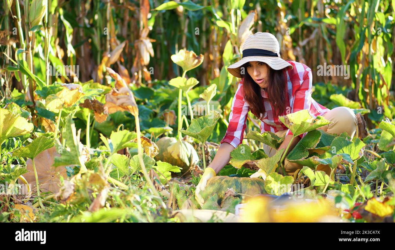 Lustige, lächelnde Bäuerin in karierten Hemd, Handschuhen und Hut, die ihren Gemüsegarten, Feld, beim Versuch, einen großen Kürbis, am sonnigen Sommertag abholen inspiziert. Hochwertige Fotos Stockfoto