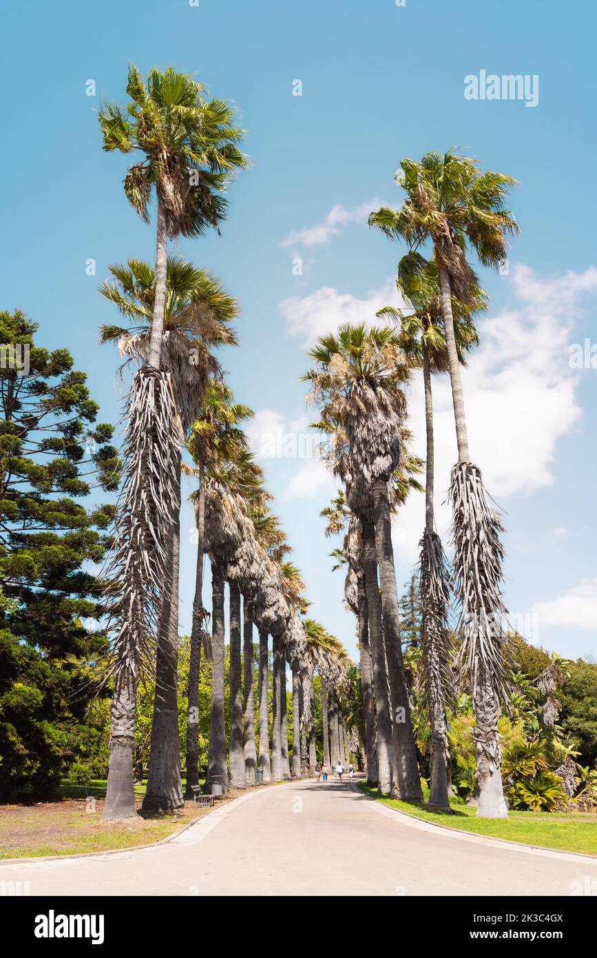 Tropischer Botanischer Garten Lissabon, Jardim Botânico Tropical in Belém, Lissabon. Hohe Palmen am Eingang zum Garten, ein Nationaldenkmal. Stockfoto