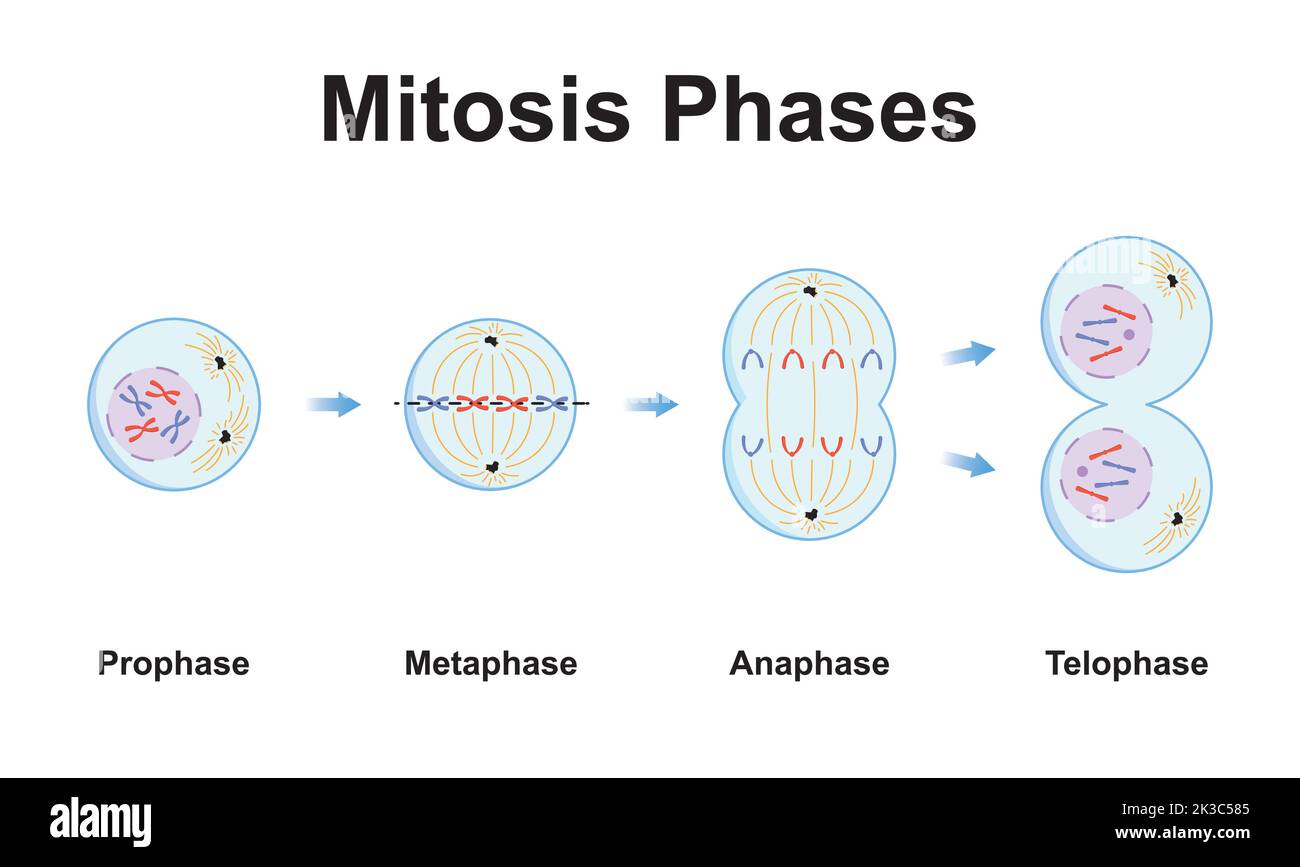 Wissenschaftliche Gestaltung von Mitosisephasen (Zellteilung). Bunte Symbole. Vektorgrafik. Stock Vektor
