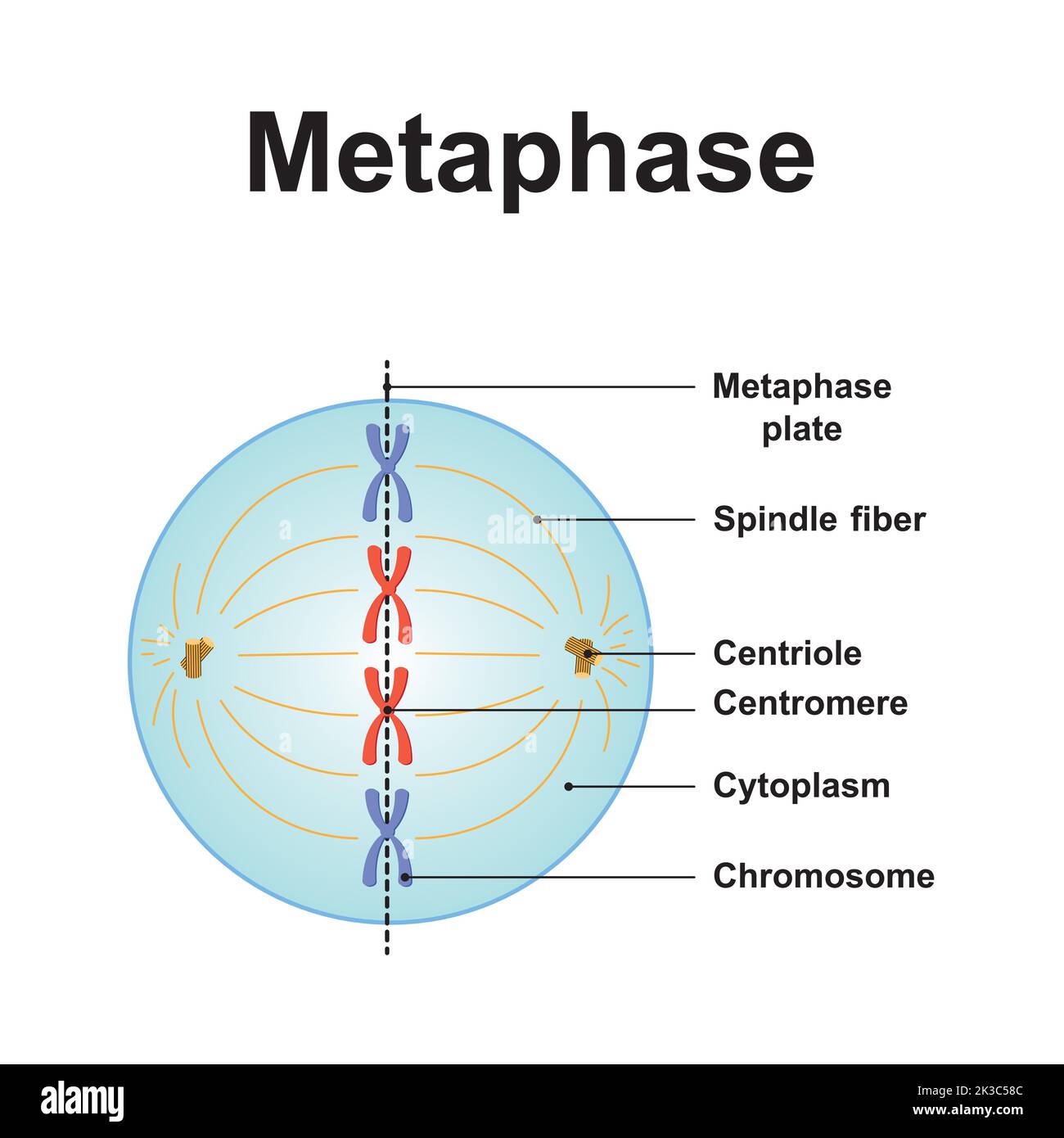 Wissenschaftliche Gestaltung der Metaphase. Das zweite Stadium der Mitose. Bunte Symbole. Vektorgrafik. Stock Vektor