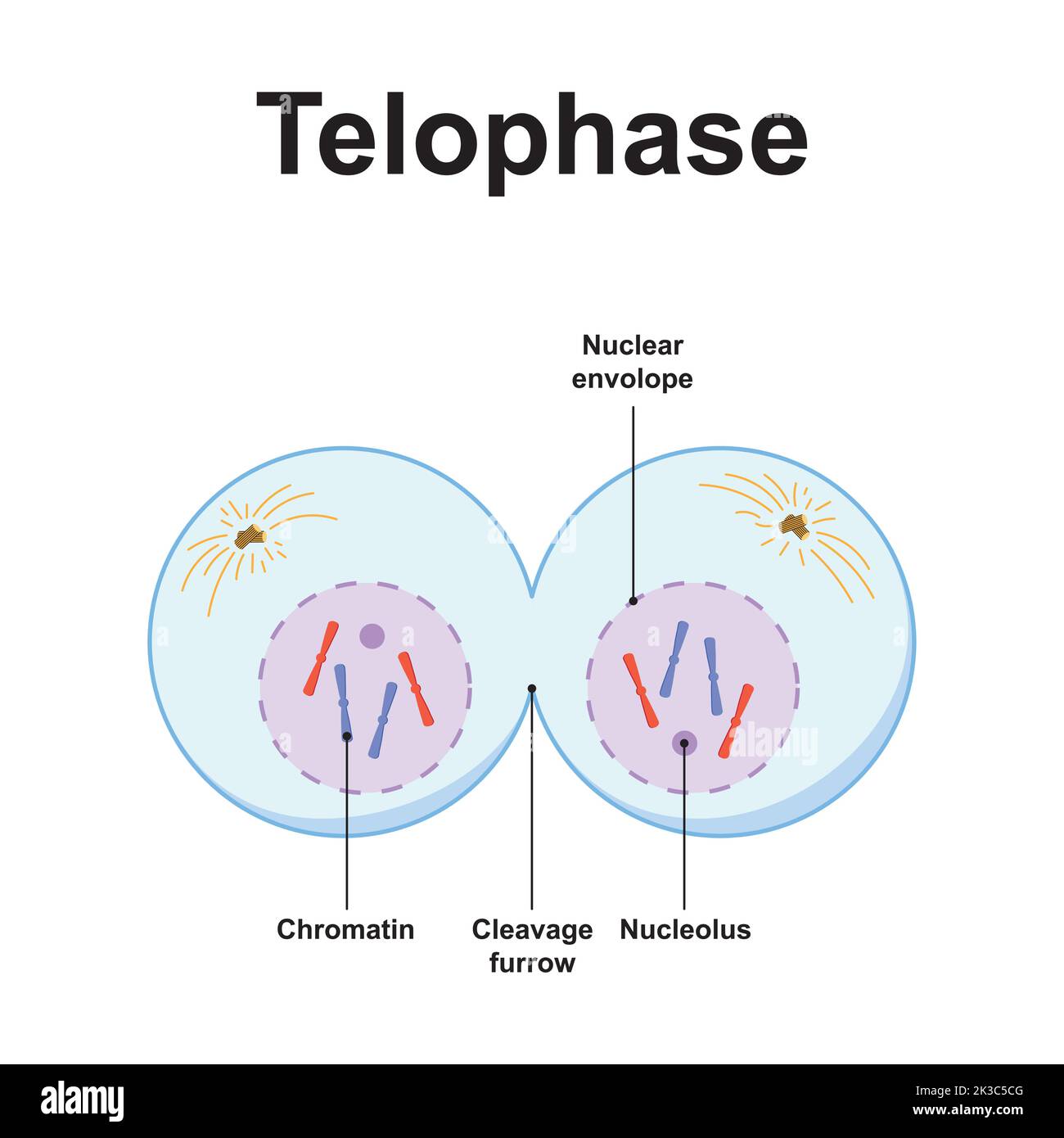 Wissenschaftliche Gestaltung von Telophase. Das letzte Stadium der Mitose. Bunte Symbole. Vektorgrafik. Stock Vektor