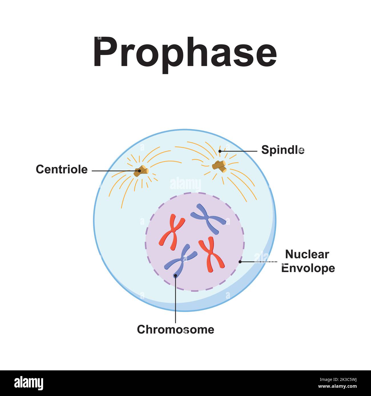 Wissenschaftliche Konzeption von Prophase. Das erste Stadium der Mitose. Bunte Symbole. Vektorgrafik. Stock Vektor