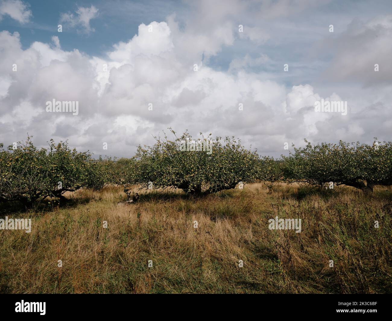 Ein alter Apfelgarten und malerisch wolkiger Himmel in der englischen Spätsommerlandschaft von Icklesham Winchelsea East Sussex England Stockfoto