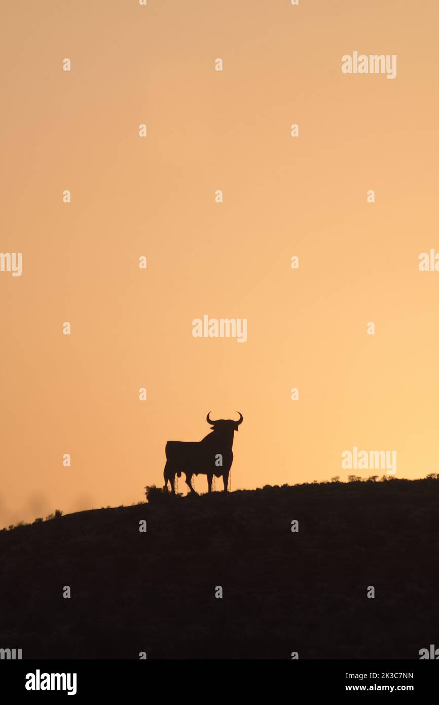 Osborne Stier in einem Berg bei Sonnenuntergang, Velez Malaga. Spanien Stockfoto