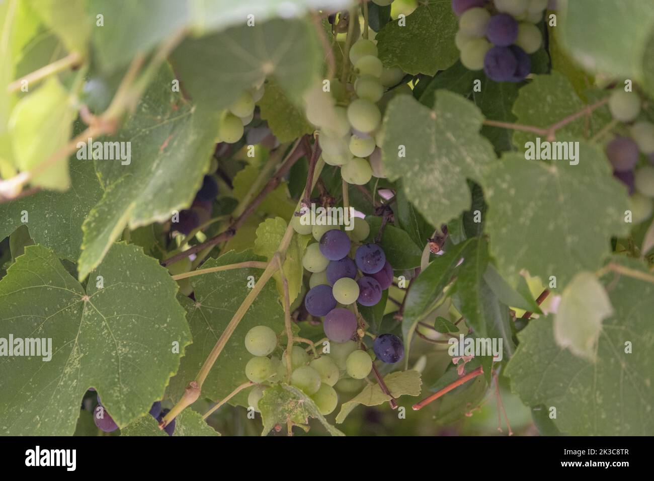 Nahaufnahme detaillierter Reifungstrauben auf dem Weinberg, Ernteansätze, unterschiedliche Reifezeiten, mehrere Weintrauben, weiche Farbe Stockfoto