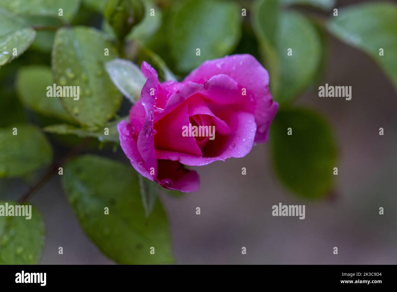 Gartenrose mit Regentropfen auf den Blättern, grünen Blättern und rosa Rosen, Natur aus nächster Nähe, selektiver Fokus, schöne Blüte, sanfte Farbharmonie Stockfoto