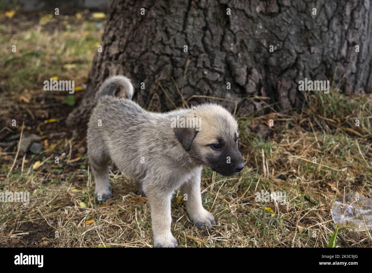 Schmutziger kleiner Babyhund, Welpe auf Gras, niedliches und süßes Straßentier-Konzept, Straßenwelpe Stockfoto