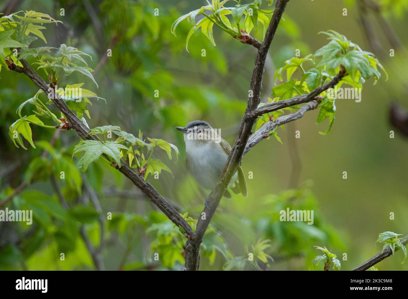 Red-Eyed Vireo thront in einem Baum im Bombay Hook National Wildlife Refuge Stockfoto