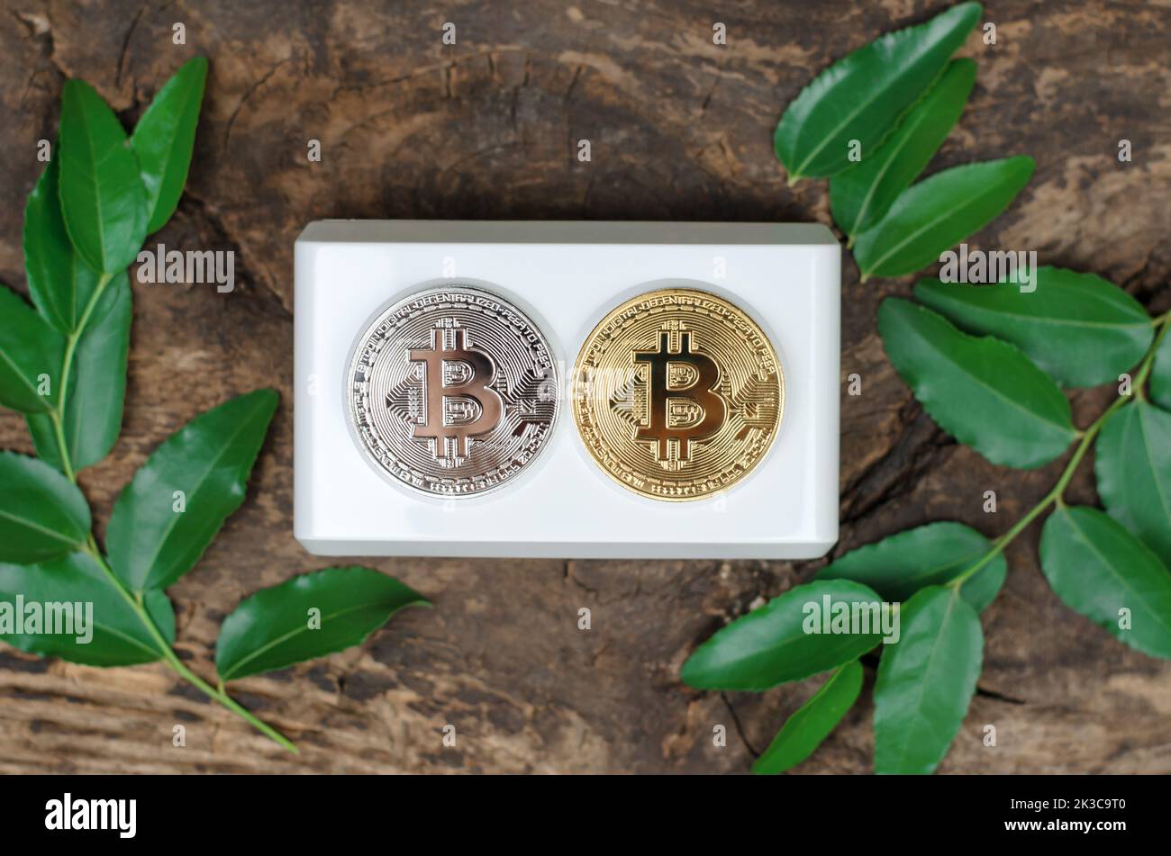 Bitcoin-Münzen liegen an einer Steckdose, die von grünen Blättern umrahmt ist. Kryptowährung und grüne Energie. Stockfoto