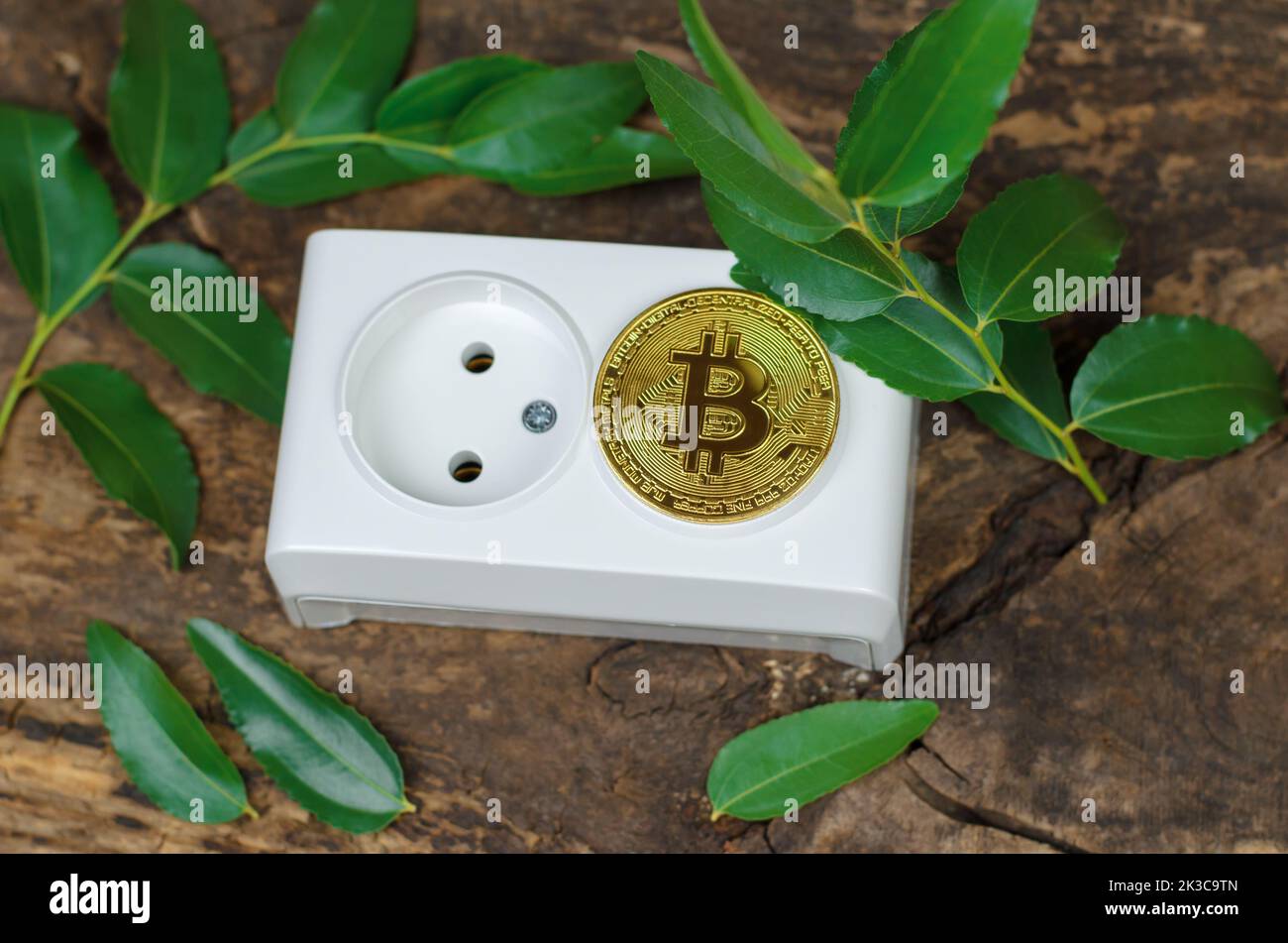 Bitcoin liegt auf einer Steckdose vor dem Hintergrund grüner Blätter. Kryptowährung und grüne Energie Stockfoto
