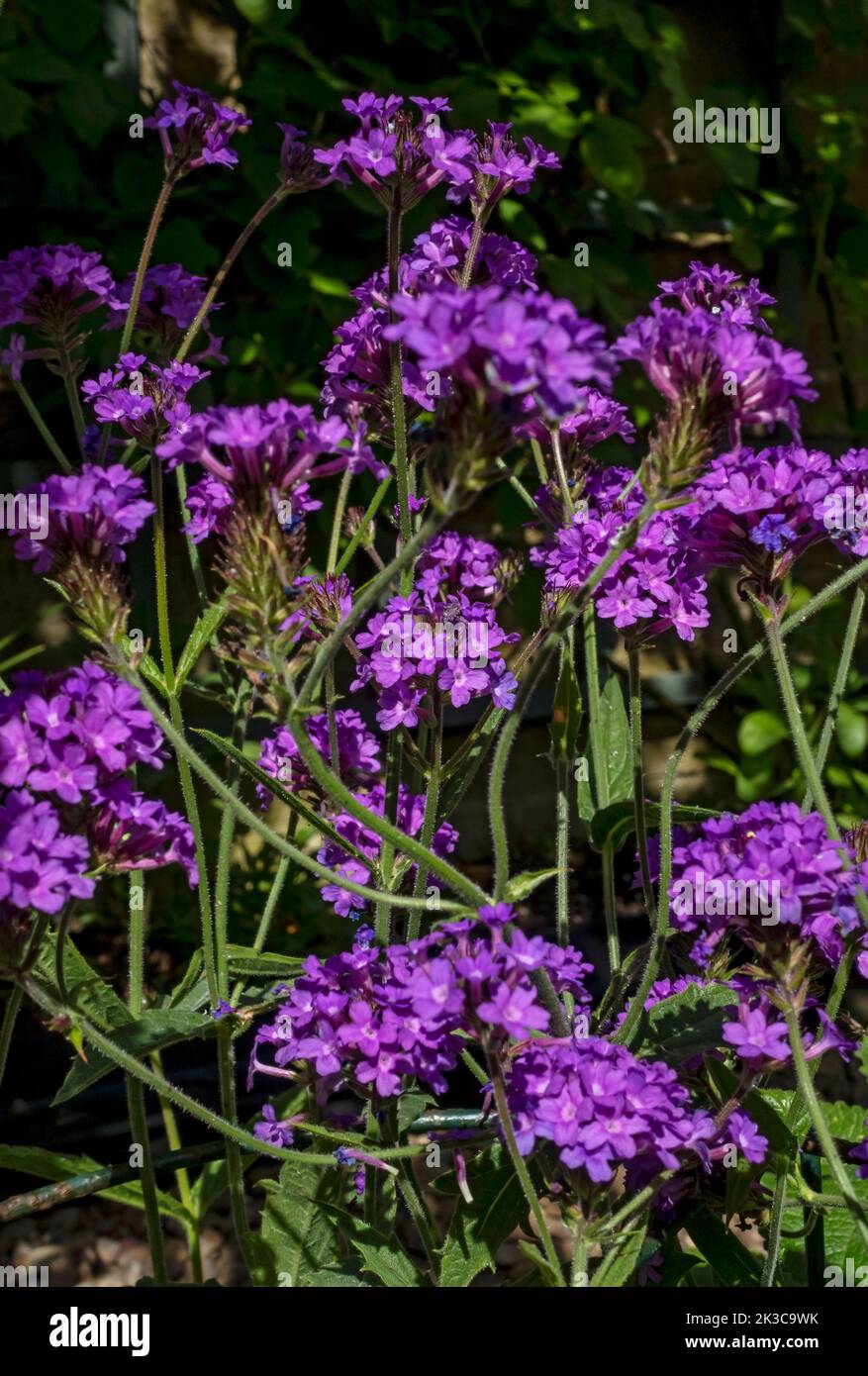 Nahaufnahme der violetten Verbena rigida venosa Eisenkraut Blüten verbenaceae Blume blühen im Sommer England Vereinigtes Königreich Großbritannien Stockfoto