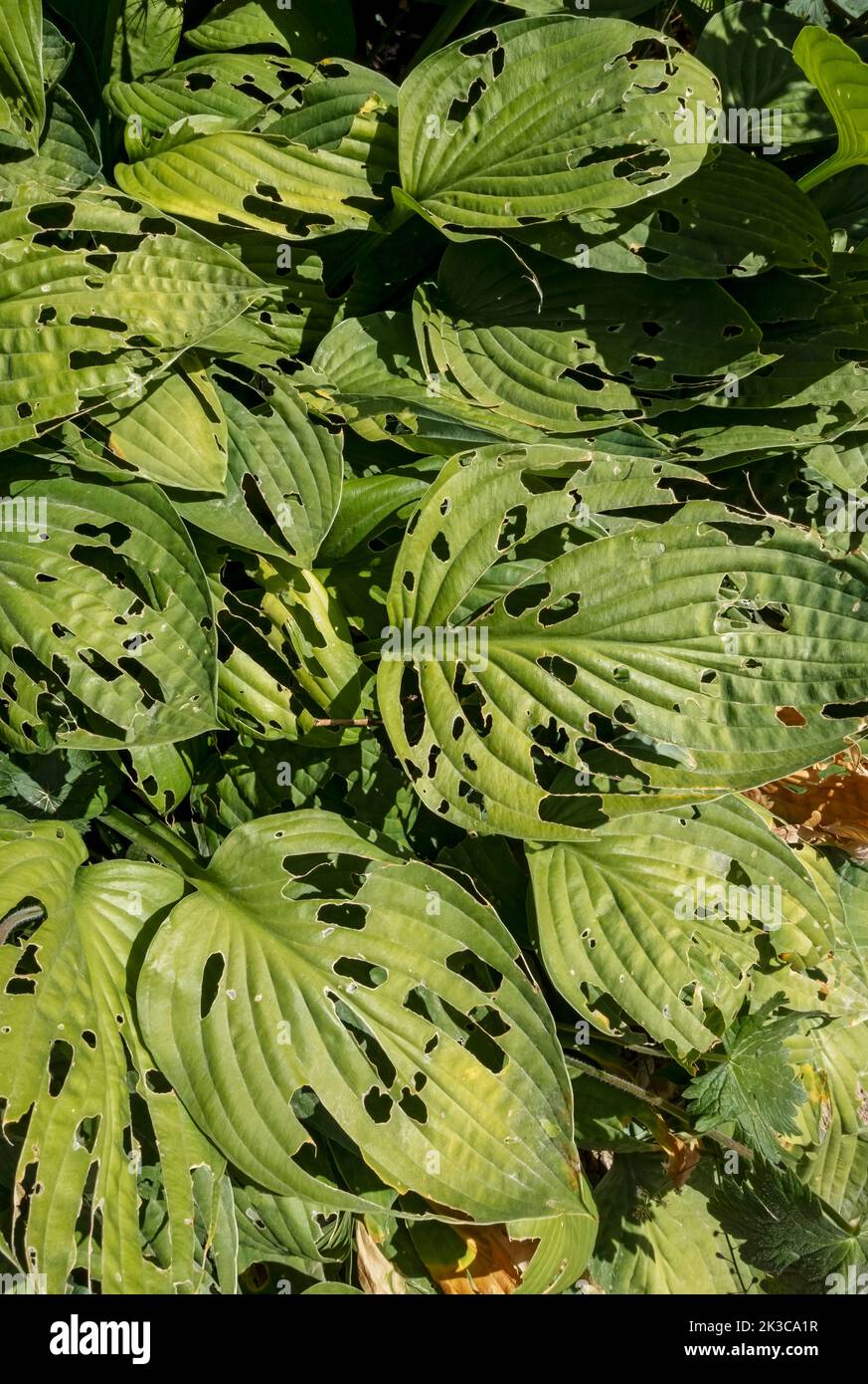 Nahaufnahme von Hosta-Hostas, die im Sommer an der Grenze mit Blättern wachsen, die von Schnecken und Nacktschnecken beschädigt wurden England Vereinigtes Königreich GB Großbritannien Stockfoto