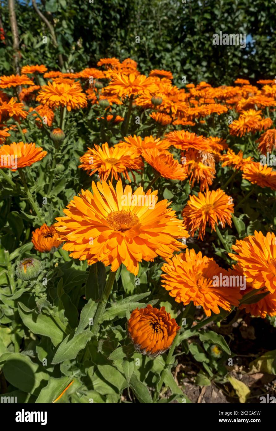 Nahaufnahme von Asteraceae orange calendula officinalis englischer Topf Marigold Marigolds Blumen Blüte blühend Sommer Grenze England Großbritannien Stockfoto