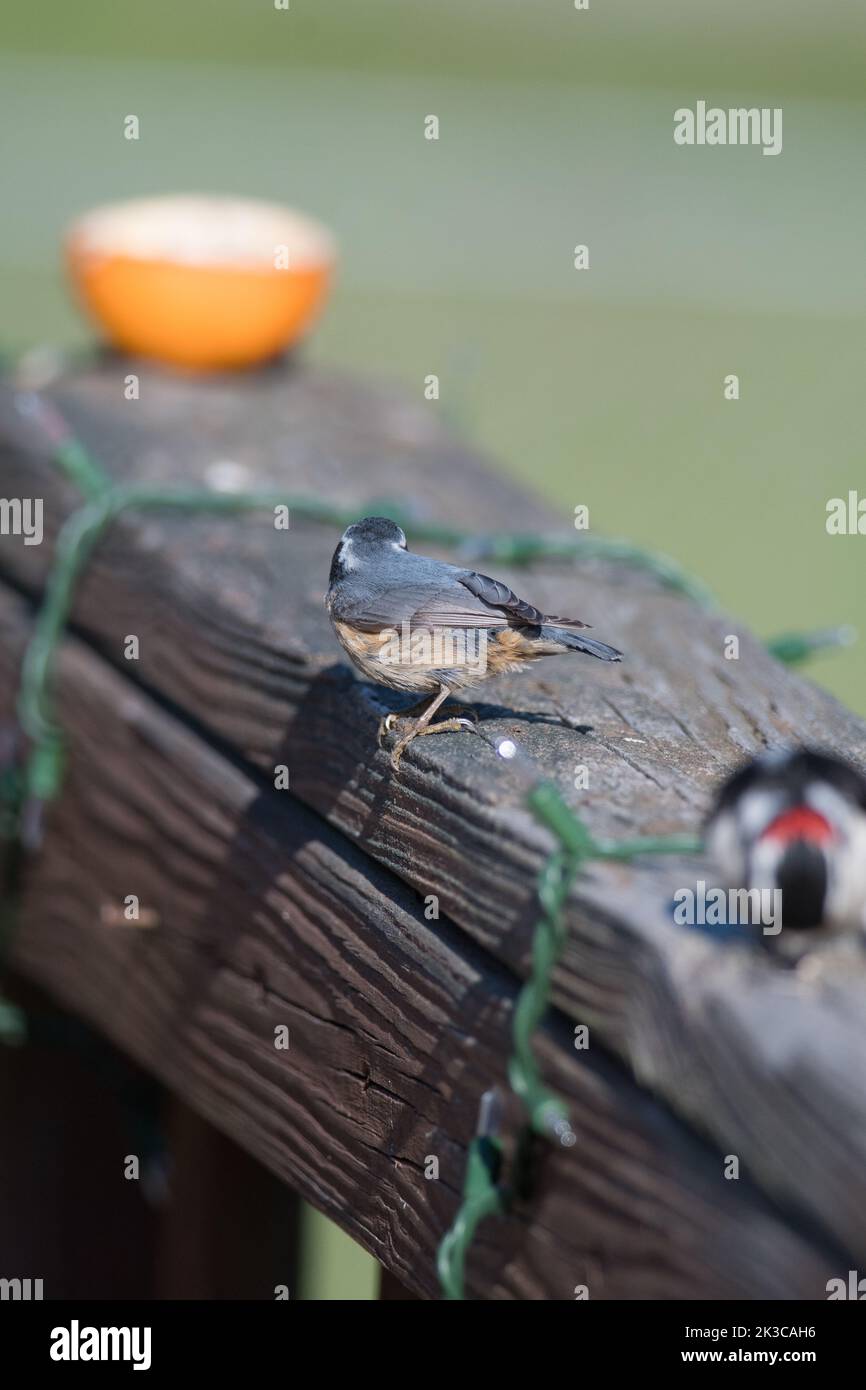 Rotbrustiger Nuthatch, der auf einem Geländer auf der Suche nach Nahrung wegläuft Stockfoto