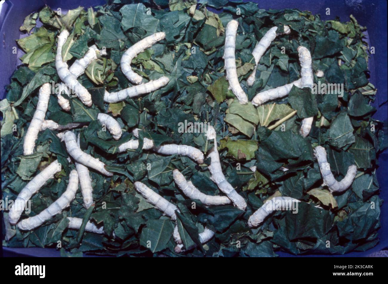 Die Serikultur ist der Prozess des Anbaus von Seidenraupen und der Gewinnung von Seide. Die Raupen der heimischen Seidenmotte (auch „Bombyx Mori“ genannt) sind die am häufigsten verwendeten Seidenraupenarten in der Serikultur. Serikultur, Erzeugung von Rohseide durch Aufzucht von Raupen (Larven), insbesondere der domestizierten Seidenraupe (Bombyx Mori). Stockfoto