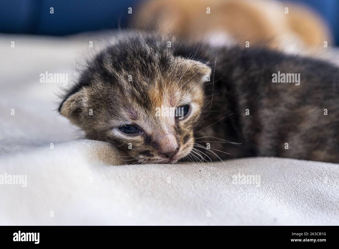 Die Schlafende Neugeborene dunkelgrau gestromte Low-Ear-Katze, Vorderansicht Kätzchen-Konzept, halboffene Augen Neugeborene Katze legt sich hin, niedliches kleines Kätzchen-Konzept Stockfoto