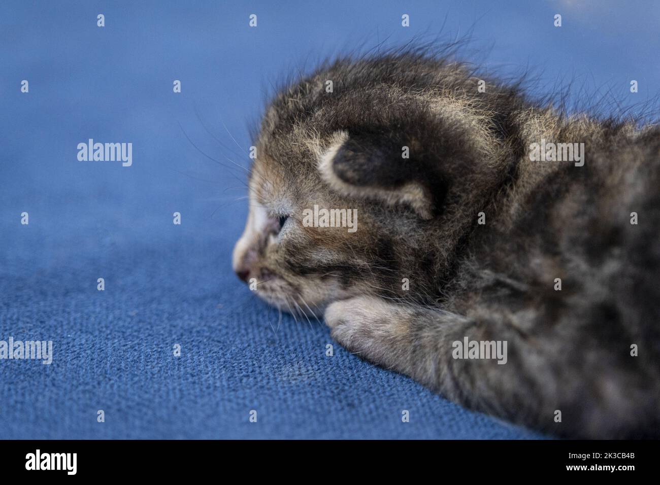 Neugeborene dunkelgrau tabby Low-Ear-Katze, Rückansicht Kätzchen-Konzept, halb offene Augen Neugeborene Katze legt sich hin, niedliches kleines Kätzchen-Konzept Stockfoto