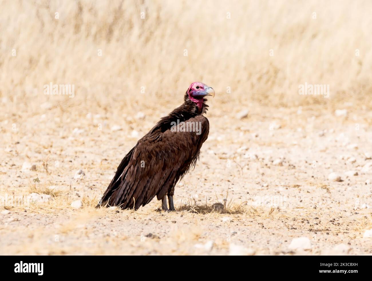 Ein Geier mit Lappet-Gesicht in der Kalahari-Savanne Stockfoto