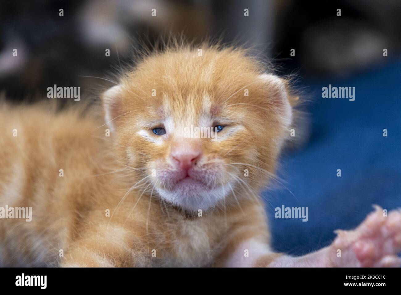 Neugeborene orange gestromte Katze Stretching, Kätzchen Konzept, halb offene Augen Neugeborene Katze legt sich, niedliche kleine Kätzchen Konzept, lustige rote Babykatze Stockfoto