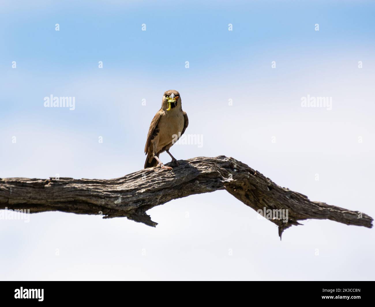 Ein Sparrow-ähnlicher Weber, der ein häufiger Bewohner und lokaler Nomade in semi-arder Savanne und Karoo-Buschland in Südafrika ist Stockfoto