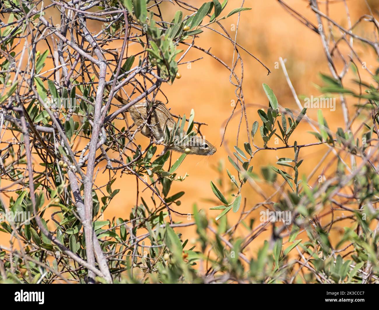 Eine gestreifte Maus, die in einem Busch in der Savanne von Kalahari auf Nahrungssuche ist Stockfoto