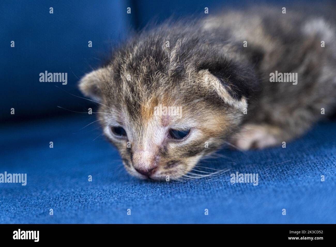 Neugeborene dunkelgrau gestromte Katze, Kätzchen-Konzept, halboffene Augen Neugeborene Katze legt sich, niedliche kleine Kätzchen-Konzept Stockfoto