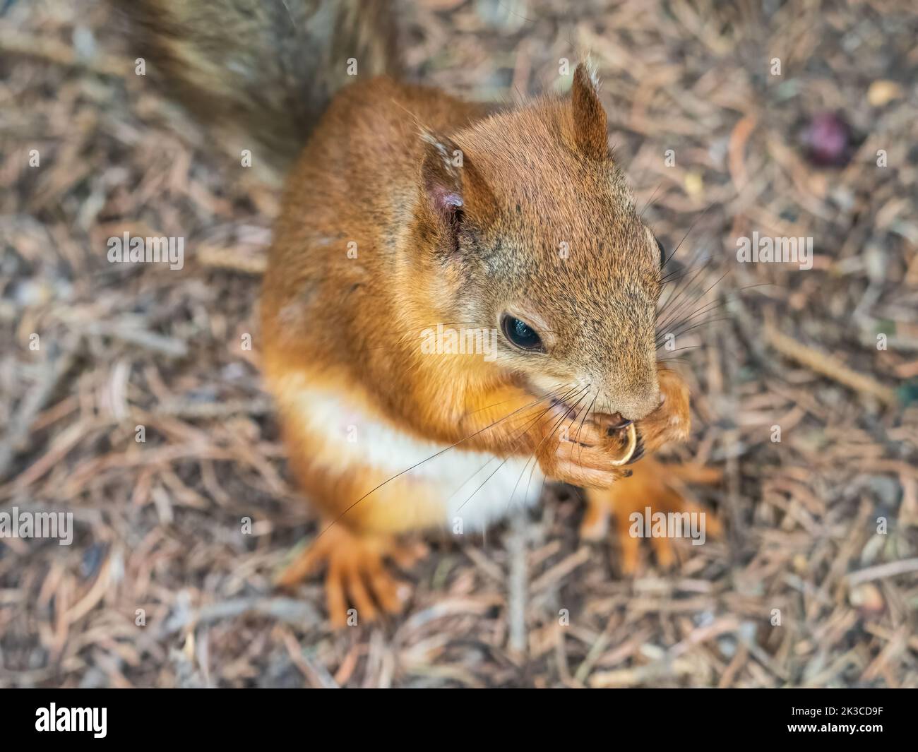 Eichhörnchen im Herbst oder Frühling mit Nuss auf dem grünen Gras mit gefallenen gelben Blättern. Eichhörnchen auf der Suche nach Nahrung auf dem Boden. Wildes Tier. Herbst oder sp Stockfoto