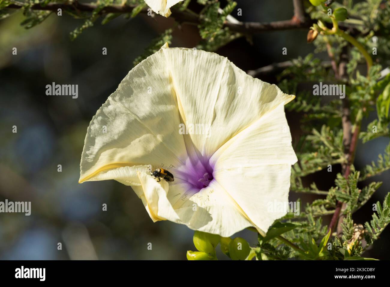 Ein Lunate Blister Beetle ernährt sich von den Blütenblättern eines cremefarbenen Ipomea. Diese Blumen öffnen sich jeden Morgen und schließen sich, wenn sich die Hitze gegen Mittag aufbaut Stockfoto