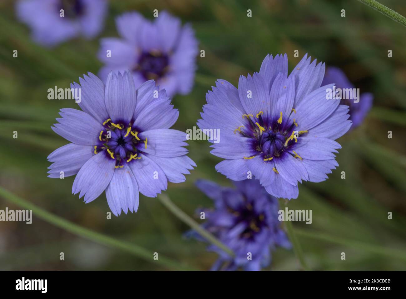 Blauer Cupidone, Catananche caerulea, blühend; weit verbreitet in getrockneten Blumenarrangements. Spanien. Stockfoto