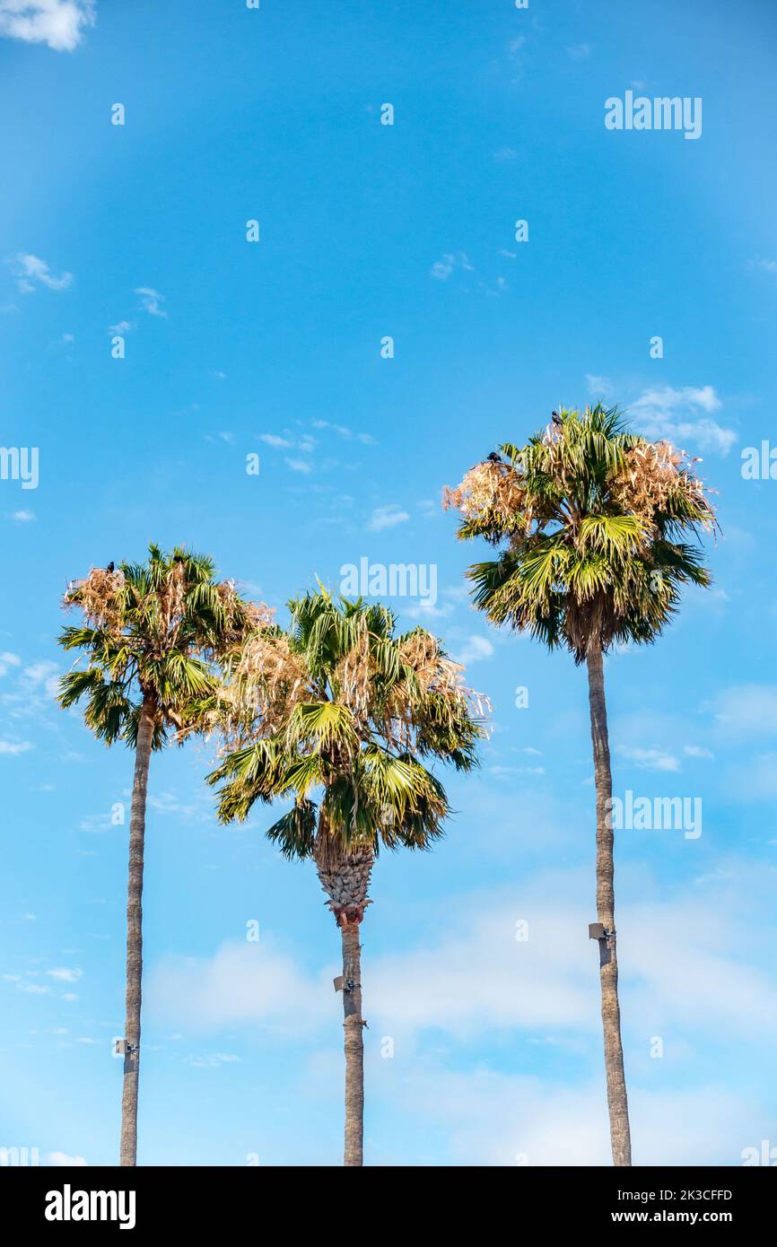 Eine Palme an einem Sommertag in Vallejo, Kalifornien, vor einem klaren blauen Himmel. Stockfoto