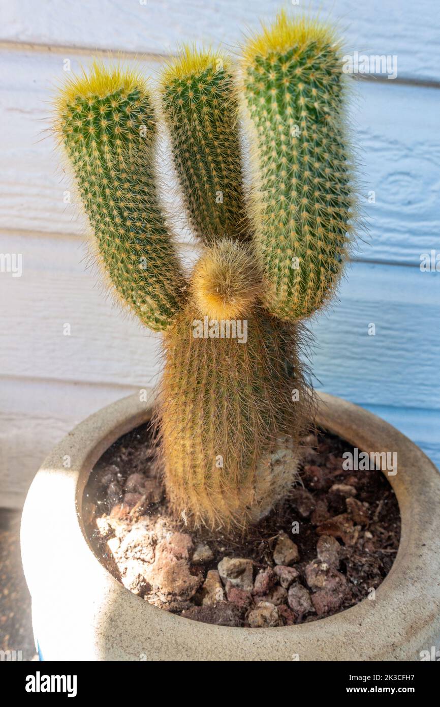 Ein Kaktus in einem Topf, der in einem Garten wächst. Stockfoto Ein Kaktus in einem Topf, der in einem Garten wächst. Stockfoto