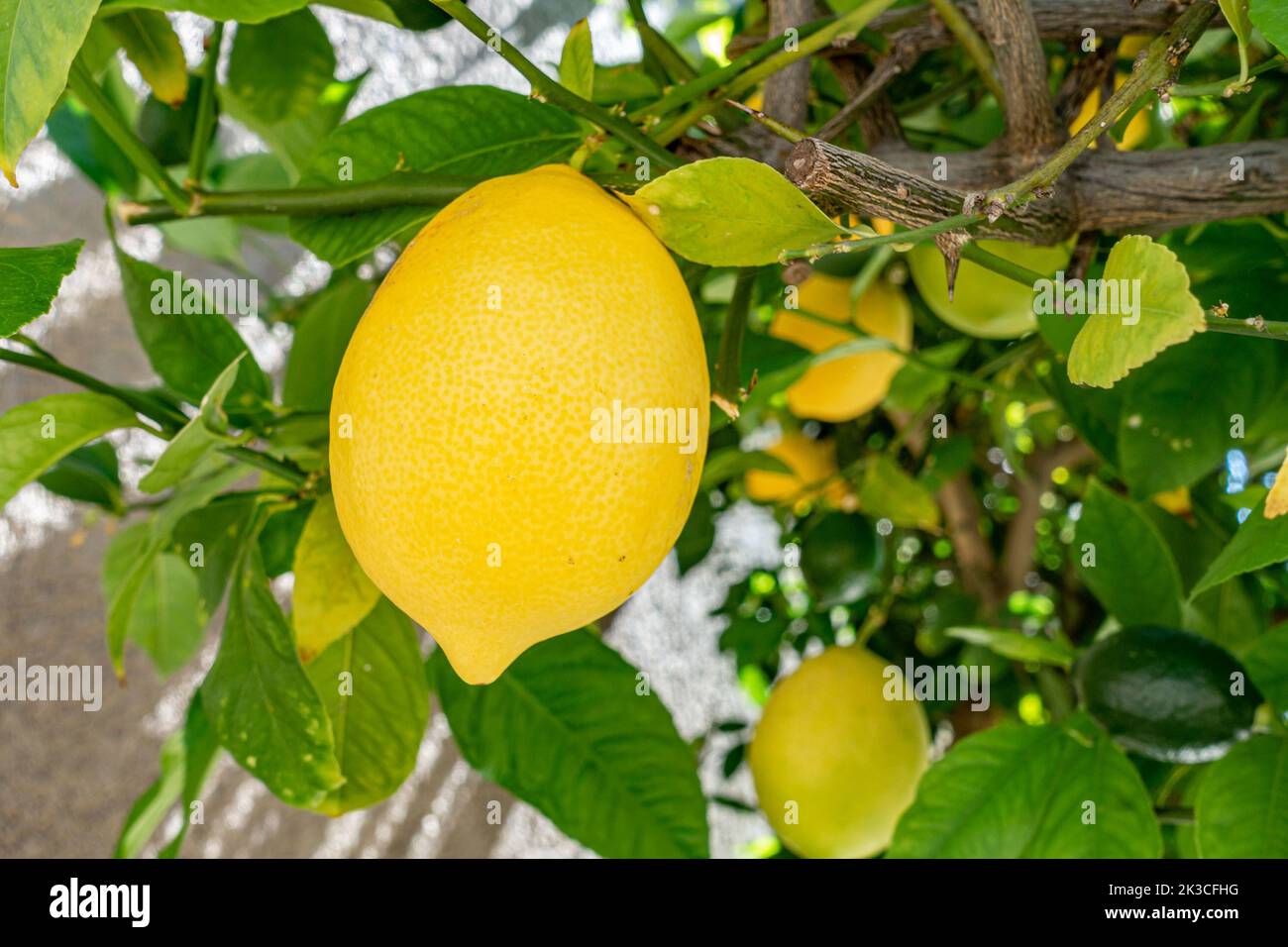 Selbstgewachsene Zitronen, die auf einem Zitronenbaum in einem Garten wachsen, reif und pflücken. Stockfoto