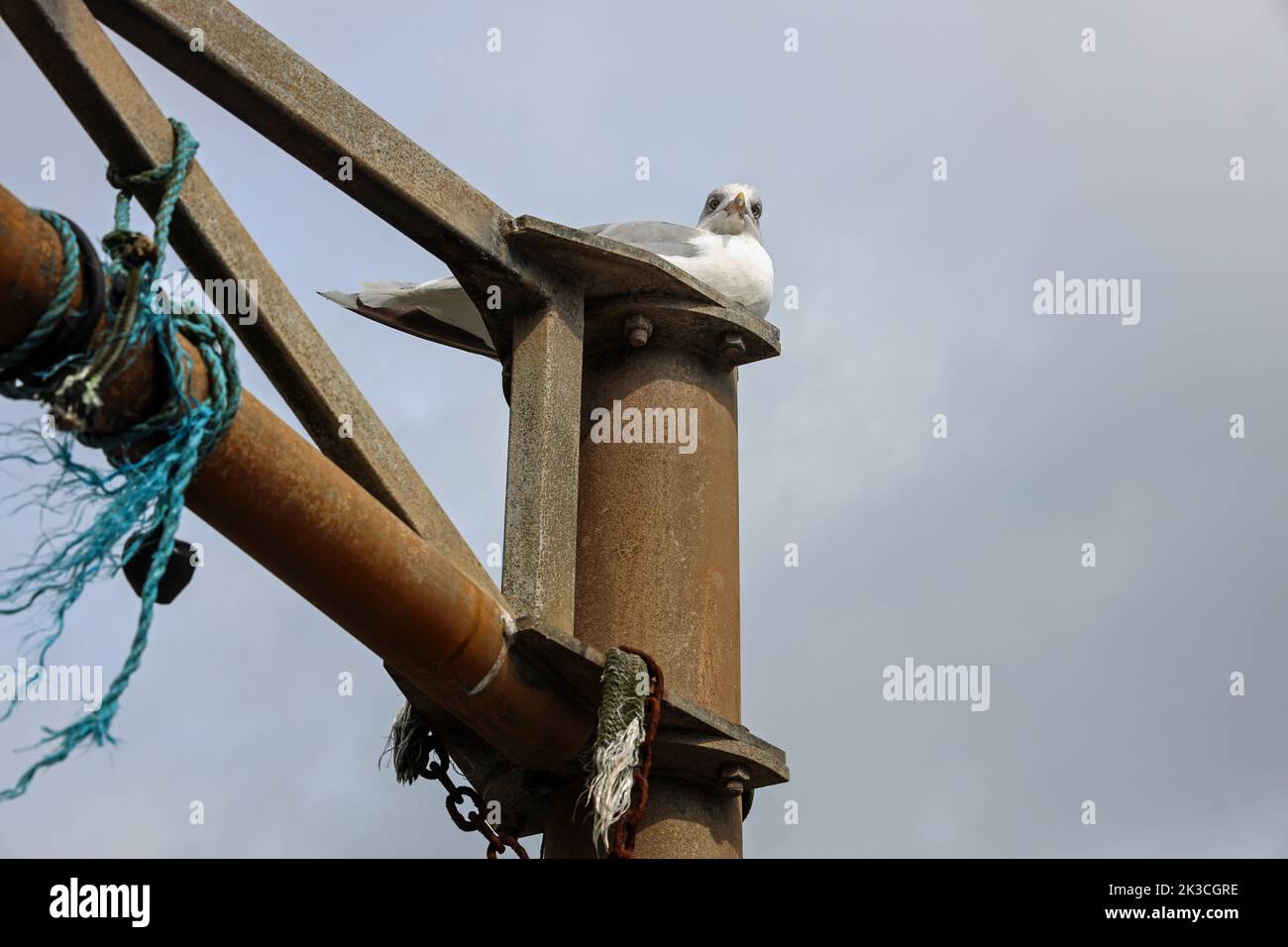 Eine Möwe blickt mit Haltung auf einen rostigen Posten am Hafen im kleinen Fischerdorf Polperro im Süden Cornwalls hinunter auf die Kamera Stockfoto