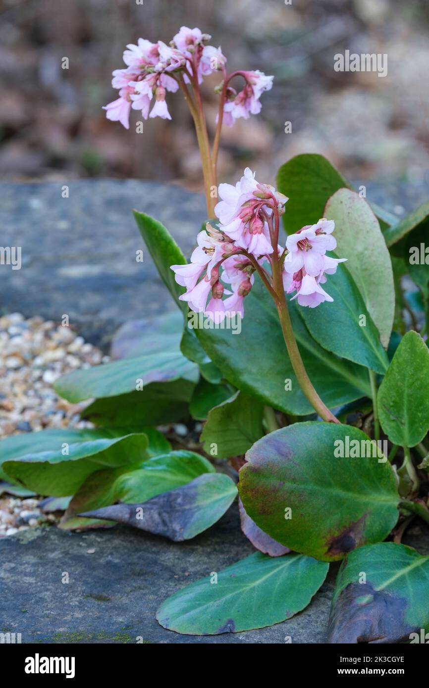 Bergenia crassifolia pacifica, pazifische koreanische Elefantenohren. Rosa blühende Staude im späten Winter. Stockfoto