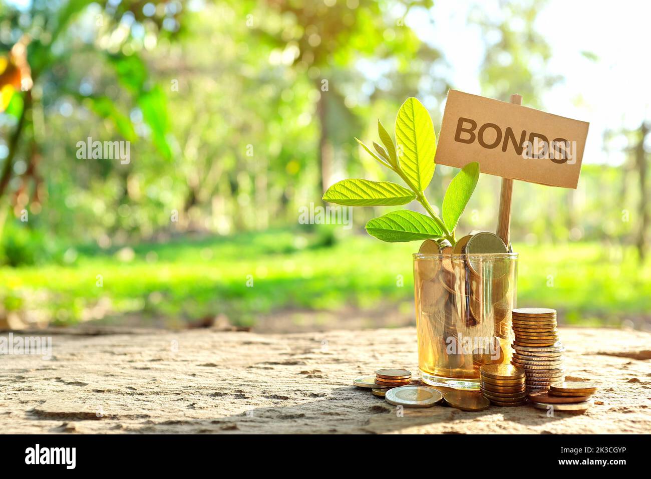 Konzept der Investition in Anleihen. Münzen in einem Glas mit Erde und wachsender Pflanze im Hintergrund der Natur. Stockfoto