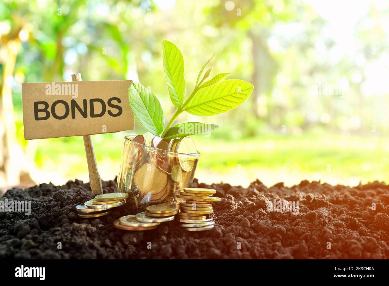 Konzept der Investition in Anleihen. Münzen in einem Glas mit Erde und wachsender Pflanze im Hintergrund der Natur. Stockfoto