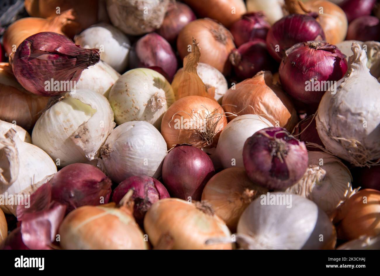 Haufen von reifen Zwiebeln mit trockener Schale, die während der Ernte auf dem Bauernhof in den Korb gelegt werden Stockfoto