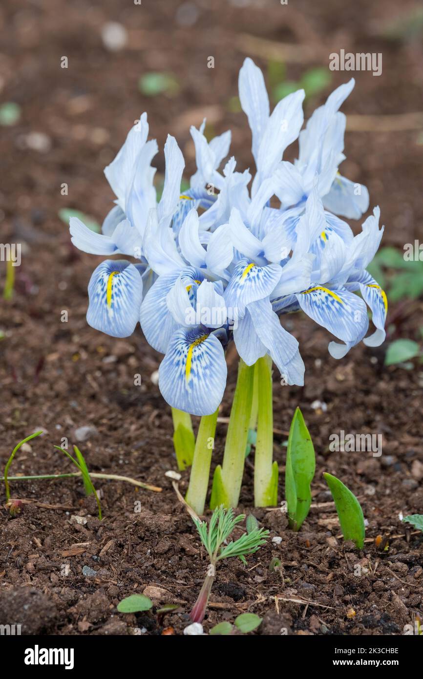 Iris Katharine Hodgkin, Iris histriodes Katharine Hodgkin, Iris 'Katharine Hodgkin, Iris reticulata, Zwergiris. Blassblaue Blüten im Spätwinter. Stockfoto