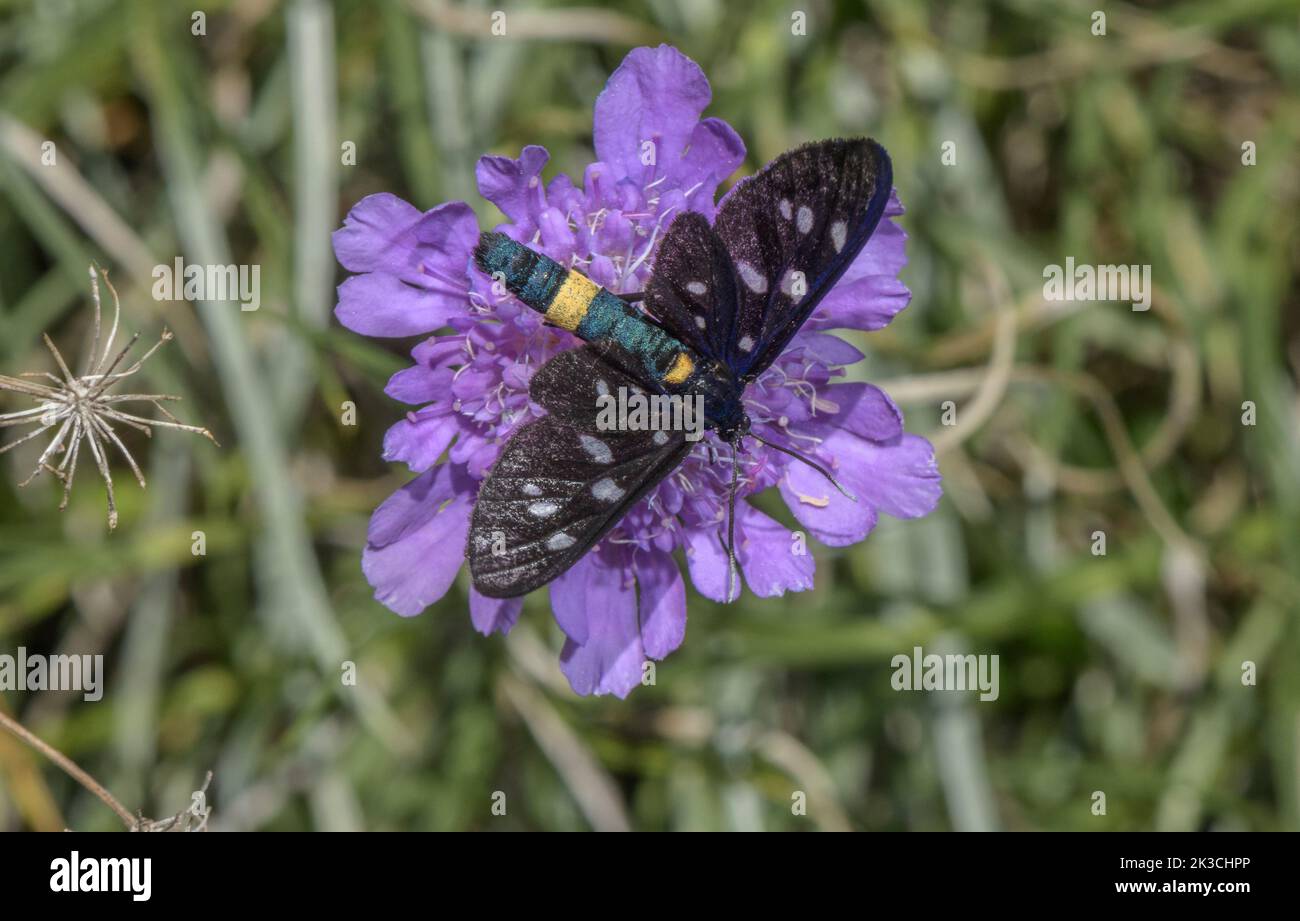 Neun gefleckte Motten, Amata fegea, auf Grasblättrigen Schabrasen, Lomelosia graminifolia; Italienische Alpen. Stockfoto