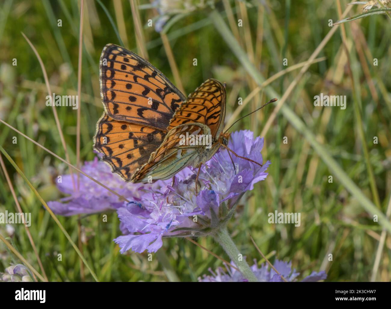 Dunkelgrüner Fritillär, Speyeria aglaja, Fütterung von Grasblättrigen Schabären, Lomelosia graminifolia; italienische Alpen. Stockfoto