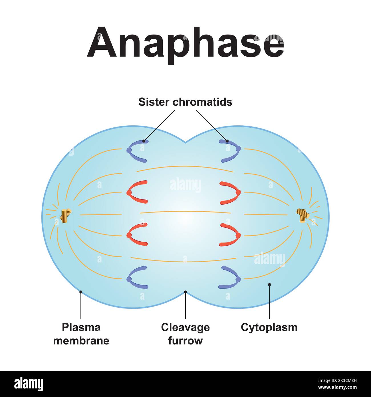 Wissenschaftliche Gestaltung der Anaphase. Das dritte Stadium der Mitose. Bunte Symbole. Vektorgrafik. Stock Vektor
