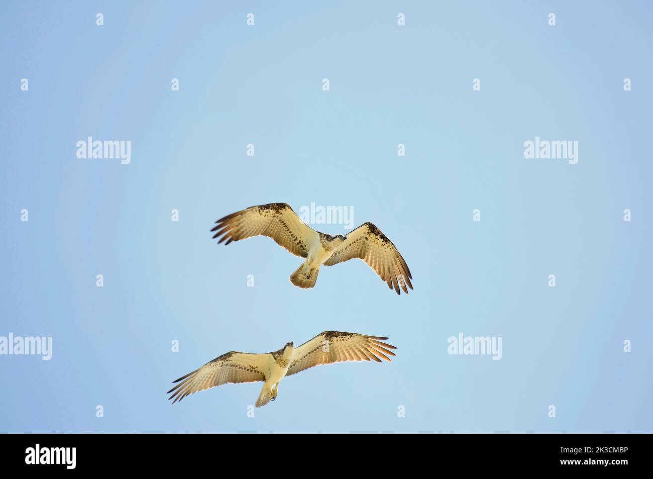 Ein Paar östlicher Fischadler (Pandion cristatus) im Flug Stockfoto
